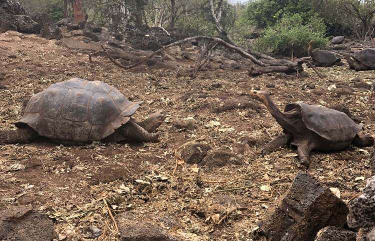 The Galapagos Islands, Ecuador - The Day of the Tortoises ...